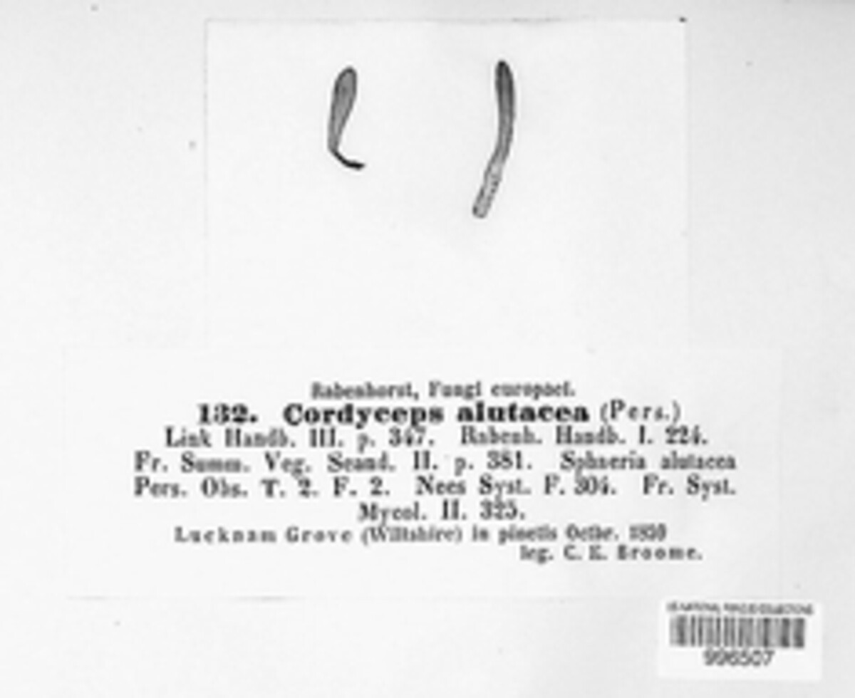 Trichoderma alutaceum image